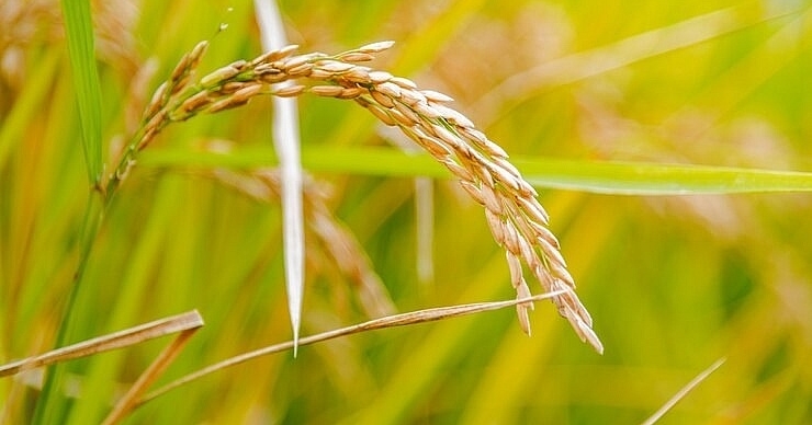 گندم | جوانه گندم در گلسا گیل آباد