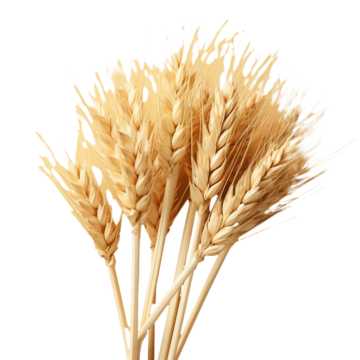 گندم در گلسا گیل
