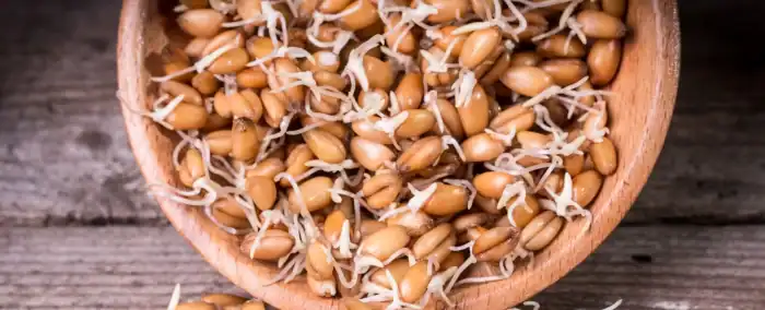 راز چاقی طبیعی صورت با پودر جوانه گندم گلسا 🌾 + روش مصرف